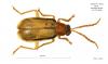 Diabrotica sp.